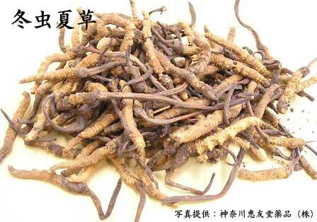 冬虫夏草